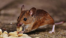 24 Hour & Emergency Exterminators in Cape May Ch, NJ